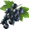 انگورسیاه Black Currant